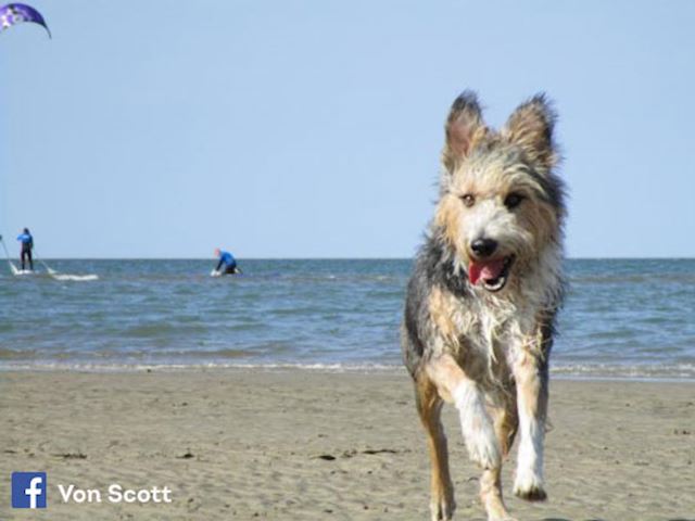 Ferienhaus für Urlaub mit Hund Deutschland
